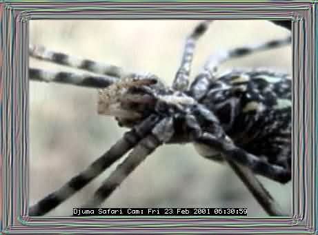 DJUMA-19