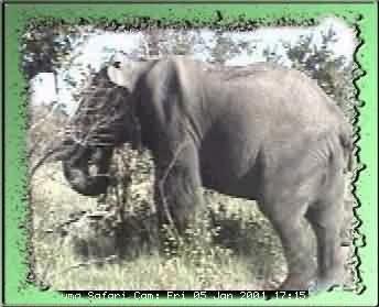 DJUMA-2
