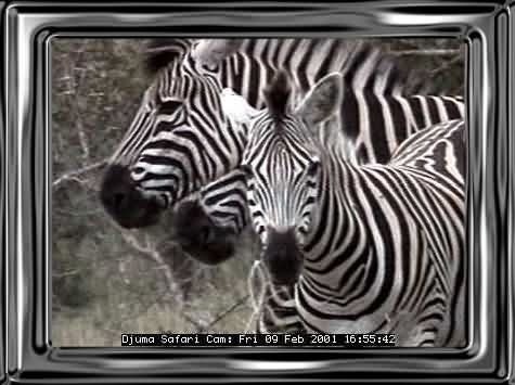DJUMA-15