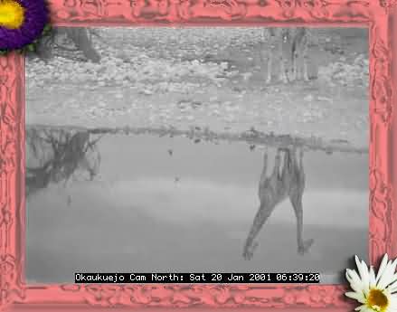 ETOSHA-3