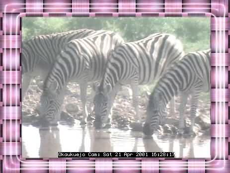 ETOSHA-7