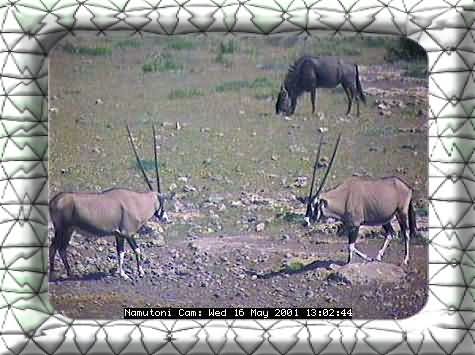 ETOSHA-9