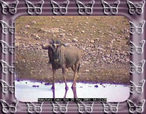 ETOSHA-11
