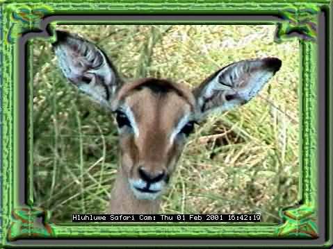 HLUHLUWE-6