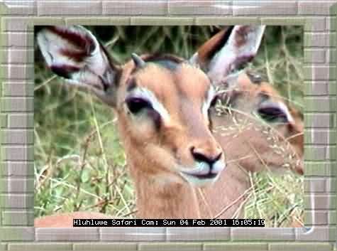 HLUHLUWE-8