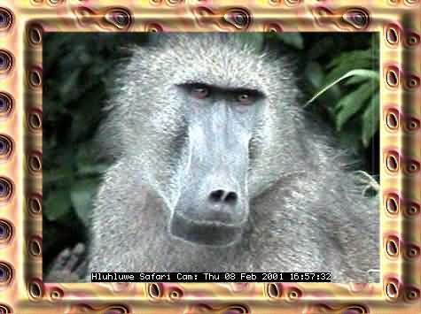 HLUHLUWE-9