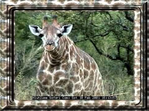 HLUHLUWE-10