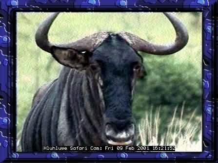 HLUHLUWE-11