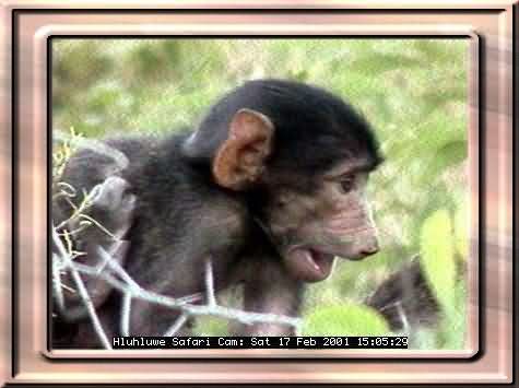 HLUHLUWE-14