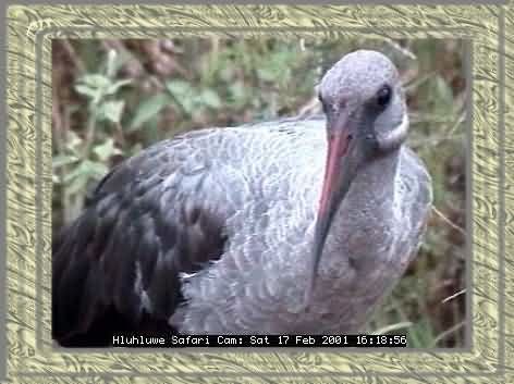 HLUHLUWE-15