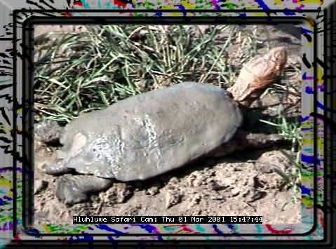 HLUHLUWE-19
