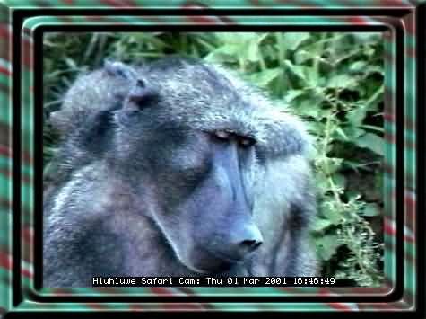 HLUHLUWE-20