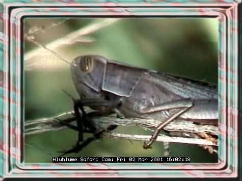 HLUHLUWE-21