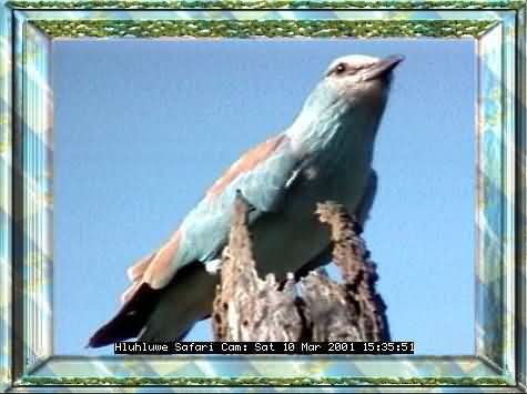 HLUHLUWE-27