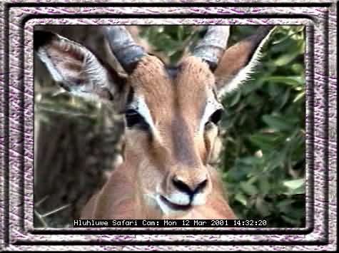 HLUHLUWE-28