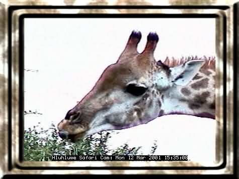 HLUHLUWE-29