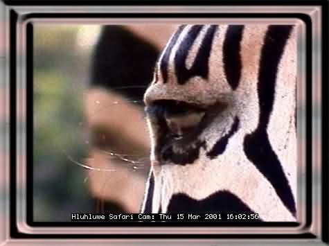 HLUHLUWE-30