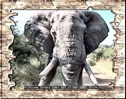 HLUHLUWE-31
