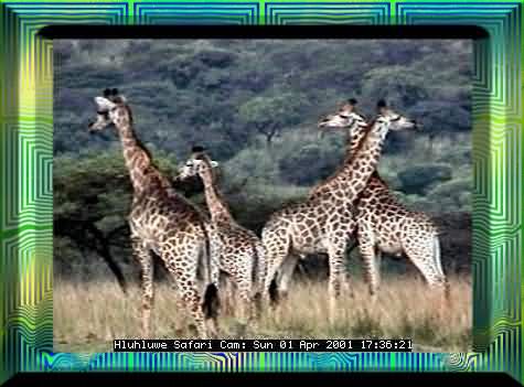 HLUHLUWE-33