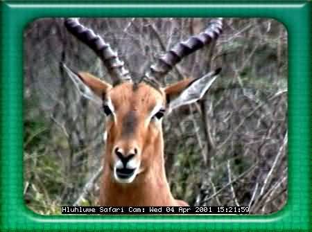 HLUHLUWE-35