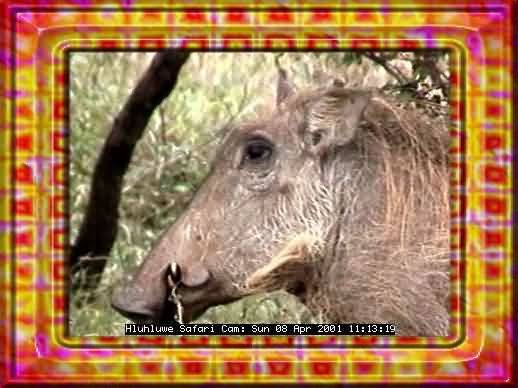 HLUHLUWE-36