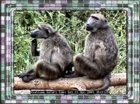 HLUHLUWE-38