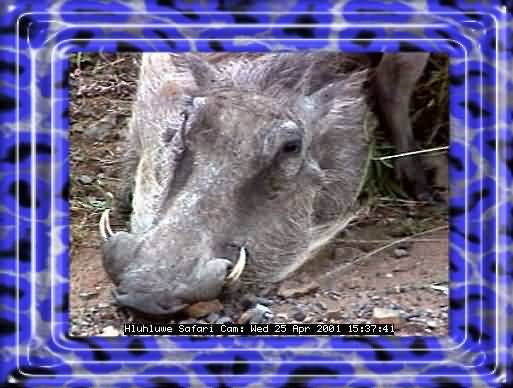 HLUHLUWE-40