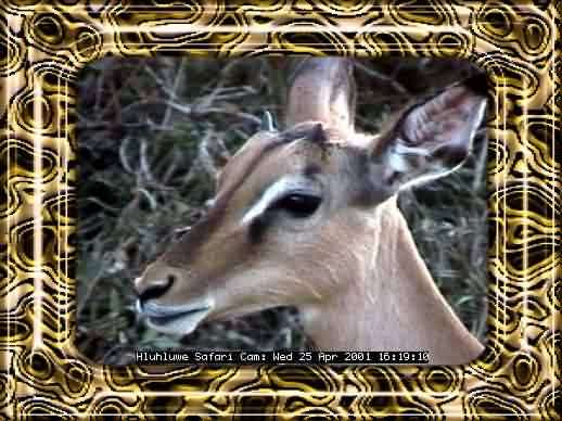 HLUHLUWE-41