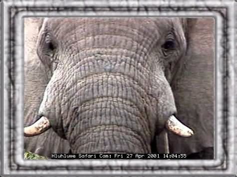 HLUHLUWE-42