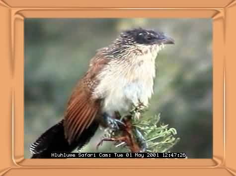 HLUHLUWE-45