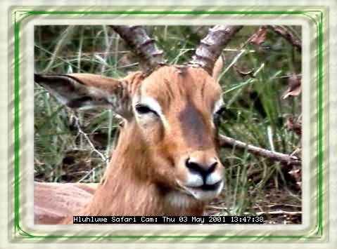 HLUHLUWE-46