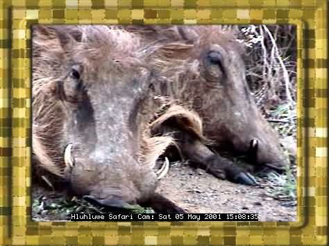 HLUHLUWE-47