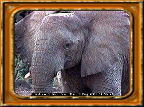 HLUHLUWE-49