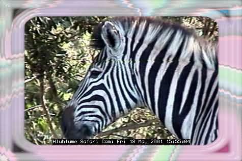 HLUHLUWE-51