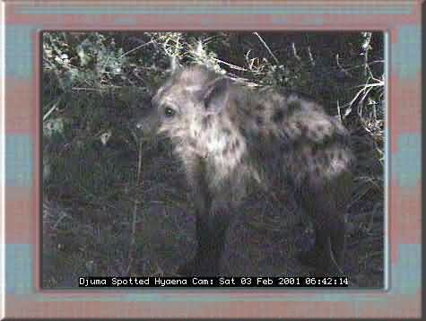 HYAENA-1