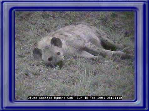 HYAENA-2