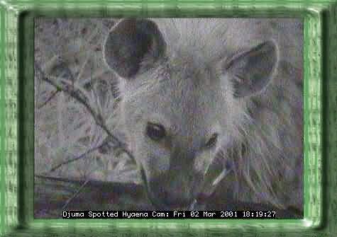 HYAENA-3