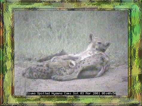 HYAENA-4