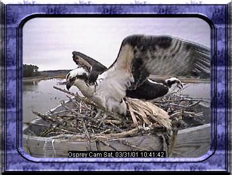 OSPREY-1
