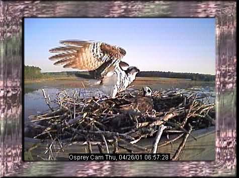OSPREY-3