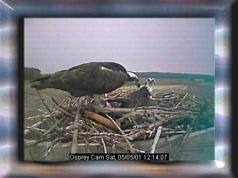 OSPREY-5
