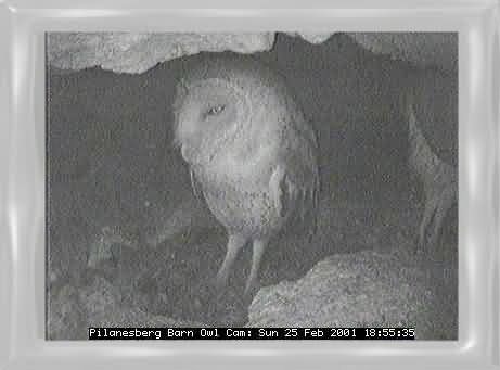 OWL-7