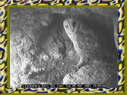 OWL-11