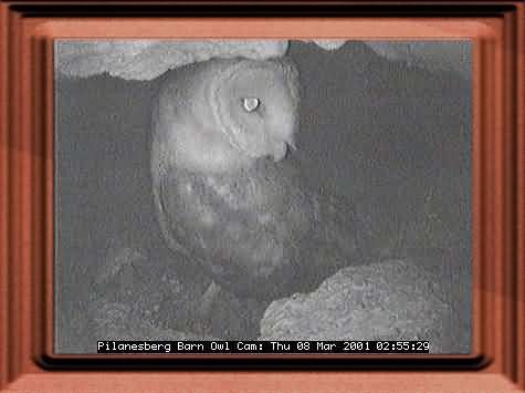 OWL-12