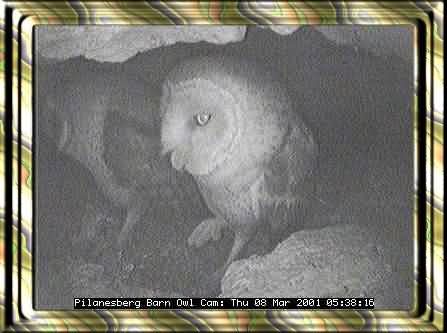 OWL-13