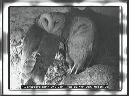 OWL-16