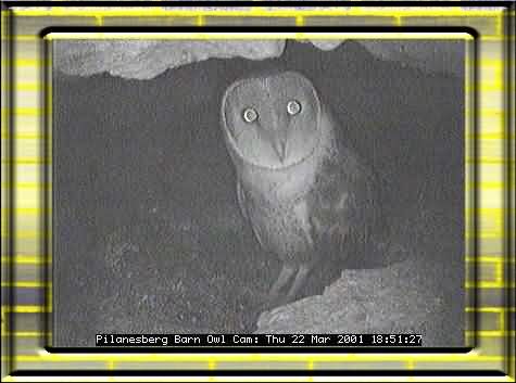OWL-18
