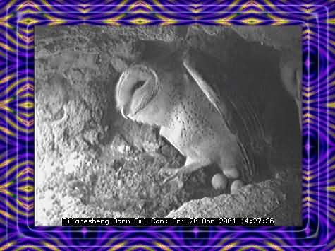 OWL-21
