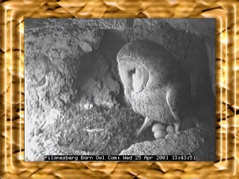 OWL-23