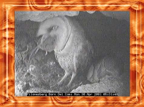 OWL-24